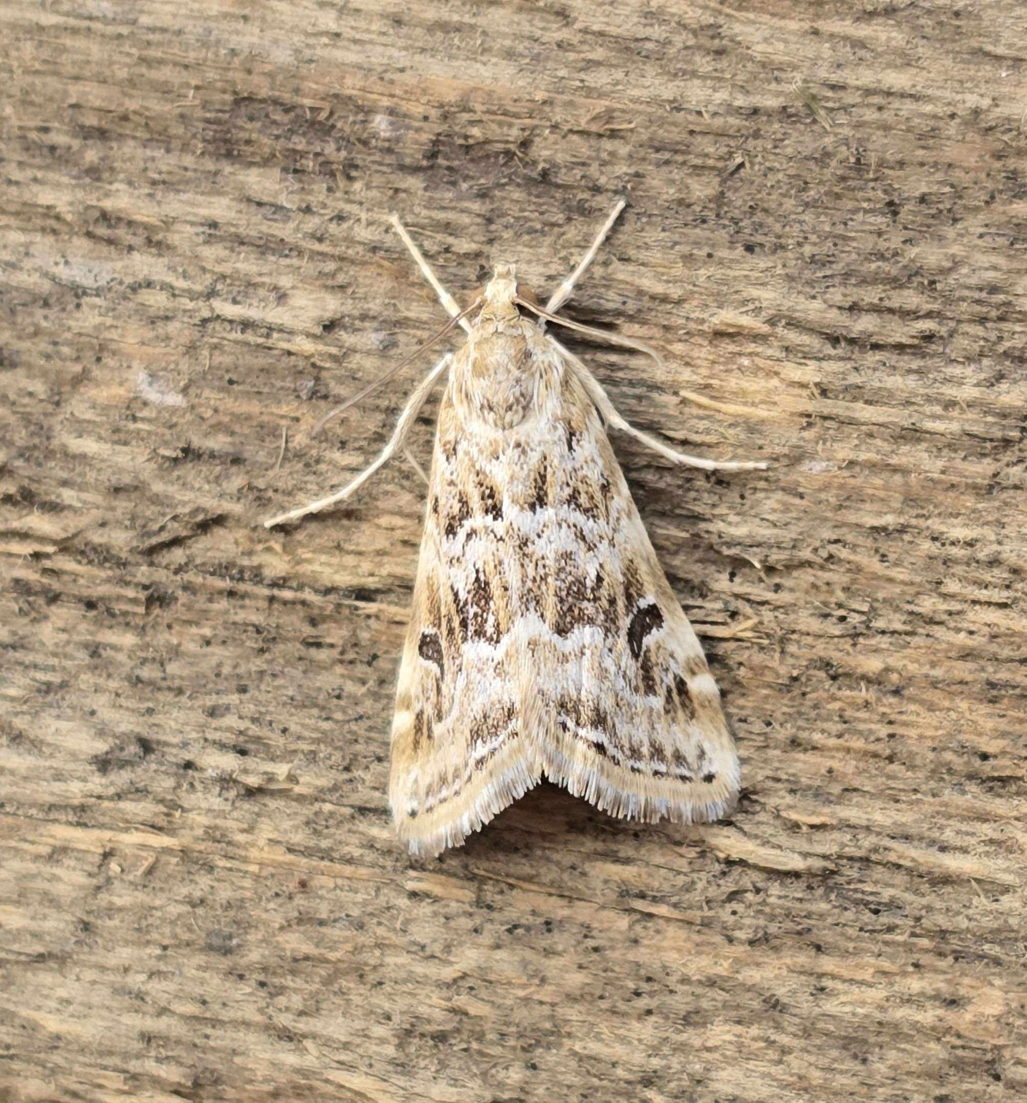 Photo of Old World Webworm (Hellula undalis)